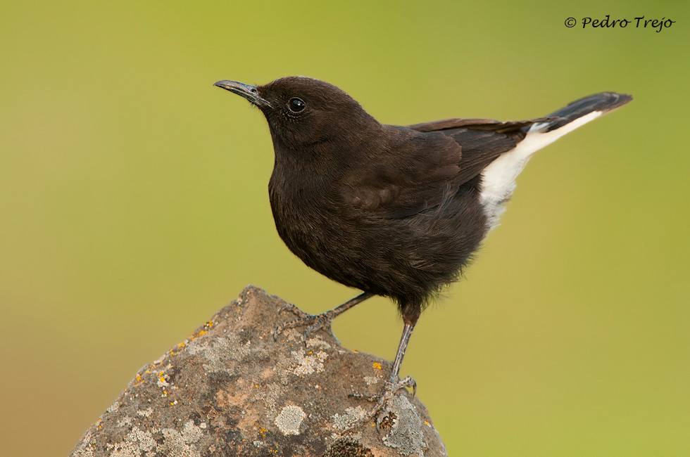 Collalba negra (Oenanthe leucura)